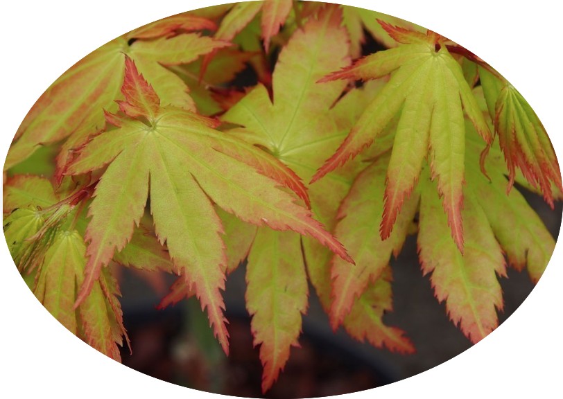 Palmatum summer gold vaso 24