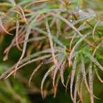 Acer Palmatum Red Pygmy