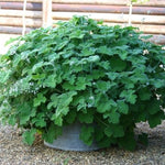 Pelargonium Tomentosum