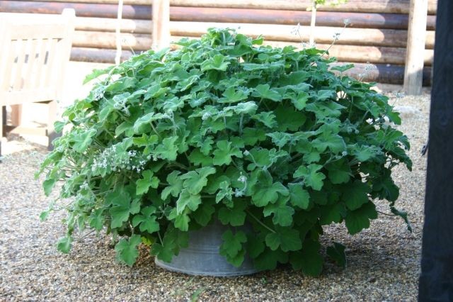 Pelargonium Tomentosum