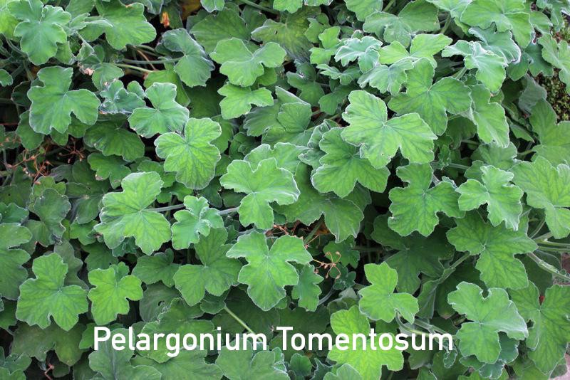 Pelargonium Tomentosum