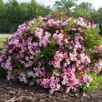 Weigelia COLOURTWIST® TWO-PINK v.18