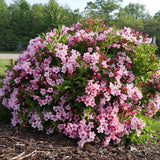 Weigelia COLOURTWIST® TWO-PINK v.18