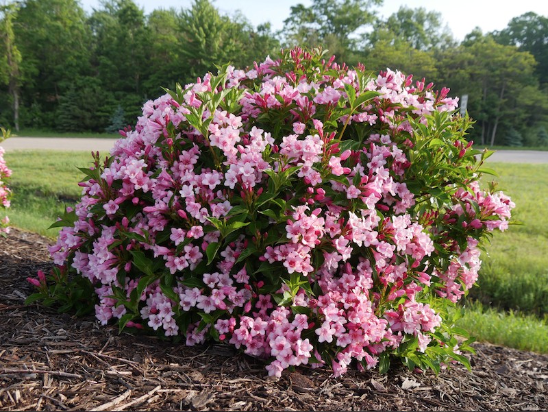Weigelia COLOURTWIST® TWO-PINK v.18