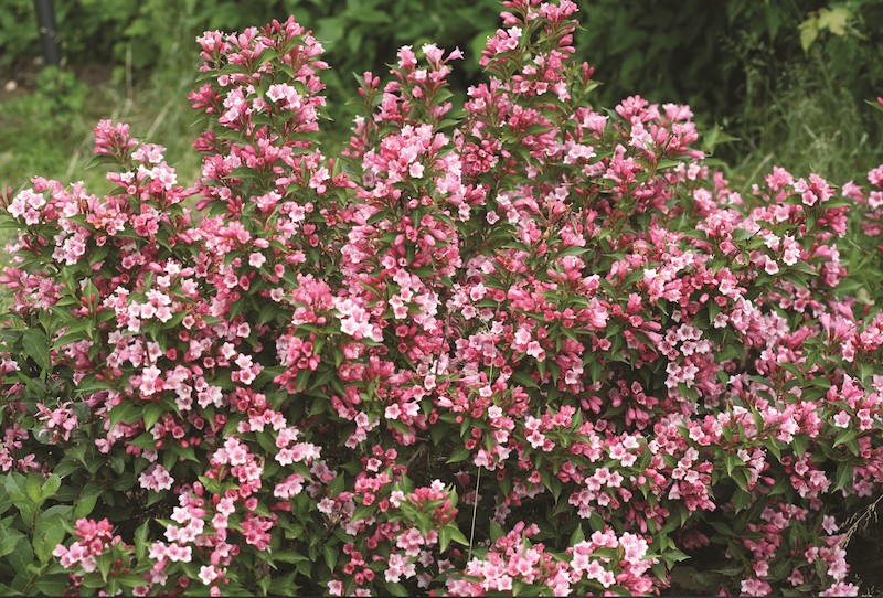 Weigelia COLOURTWIST® TWO-PINK v.18