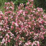 Weigelia COLOURTWIST® TWO-PINK v.18