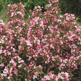 Weigelia COLOURTWIST® TWO-PINK v.18