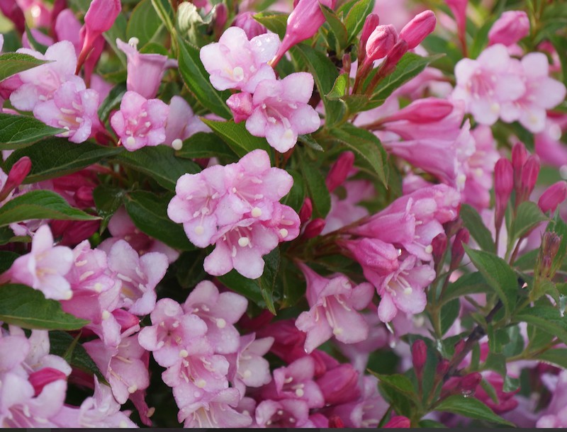 Weigelia COLOURTWIST® TWO-PINK v.18