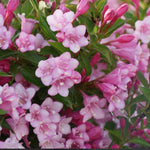 Weigelia COLOURTWIST® TWO-PINK v.18