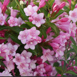 Weigelia COLOURTWIST® TWO-PINK v.18