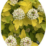 Physocarpus opu Tyny wine gold (R) vaso 18