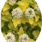 Physocarpus opu Tyny wine gold (R) vaso 18