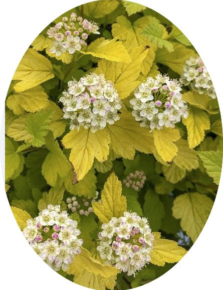 Physocarpus opu Tyny wine gold (R) vaso 18