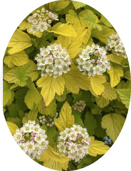 Physocarpus opu Tyny wine gold (R) vaso 18