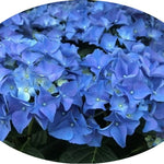 Hydrangea macrophylla Otaksa vaso 18
