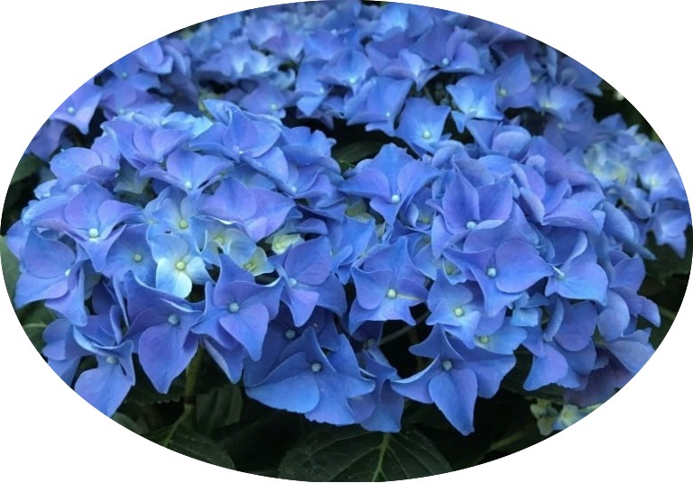 Hydrangea macrophylla Otaksa vaso 18