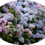 Hydrangea macrophylla Otaksa vaso 18