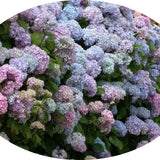 Hydrangea macrophylla Otaksa vaso 18