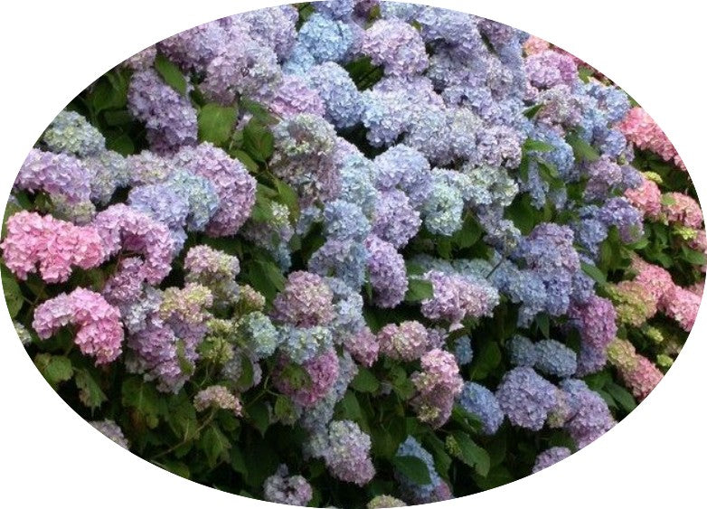 Hydrangea macrophylla Otaksa vaso 18