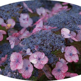 Hydrangea Macrophylla Dolce ® Gipsy vaso 19
