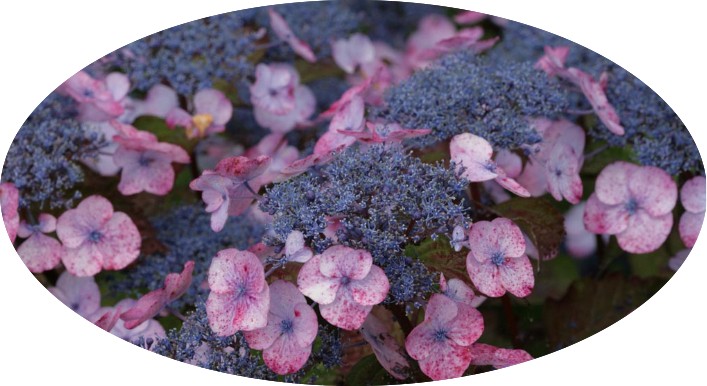 Hydrangea Macrophylla Dolce ® Gipsy vaso 19