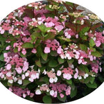 Hydrangea Macrophylla Dolce ® Gipsy vaso 19