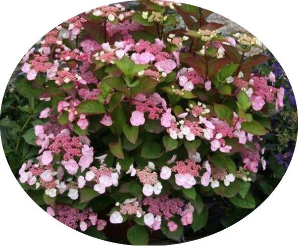 Hydrangea Macrophylla Dolce ® Gipsy vaso 19