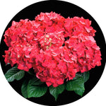 Hydrangea H. Dieneman vaso 19