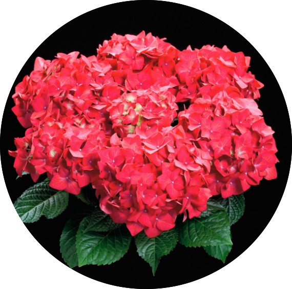 Hydrangea H. Dieneman vaso 19