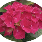 Hydrangea H. Dieneman vaso 19