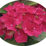 Hydrangea H. Dieneman vaso 19