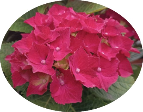 Hydrangea H. Dieneman vaso 19