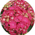 Hydrangea H. Dieneman vaso 19