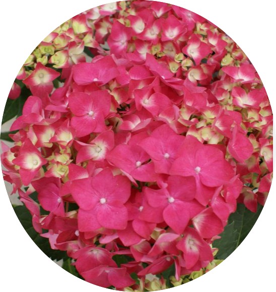 Hydrangea H. Dieneman vaso 19
