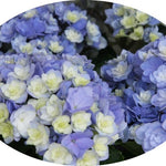 Hydrangea macrophylla 'you and me together' vaso 24