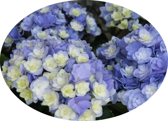 Hydrangea macrophylla 'you and me together' vaso 24