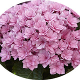 Hydrangea macrophylla 'you and me together' vaso 24