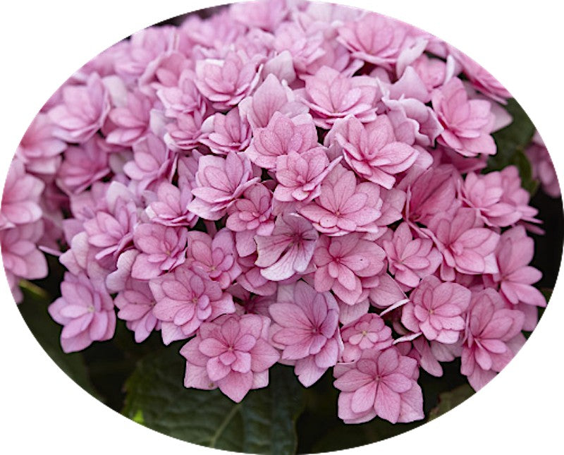Hydrangea macrophylla 'you and me together' vaso 24