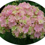 Hydrangea macrophylla 'you and me together' vaso 24