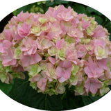 Hydrangea macrophylla 'you and me together' vaso 24
