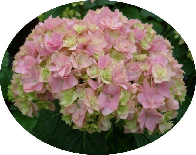 Hydrangea macrophylla 'you and me together' vaso 24