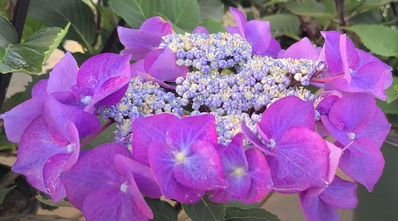 Hydrangea Macrophylla Zorro v.19