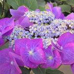 Hydrangea Macrophylla Zorro v.19