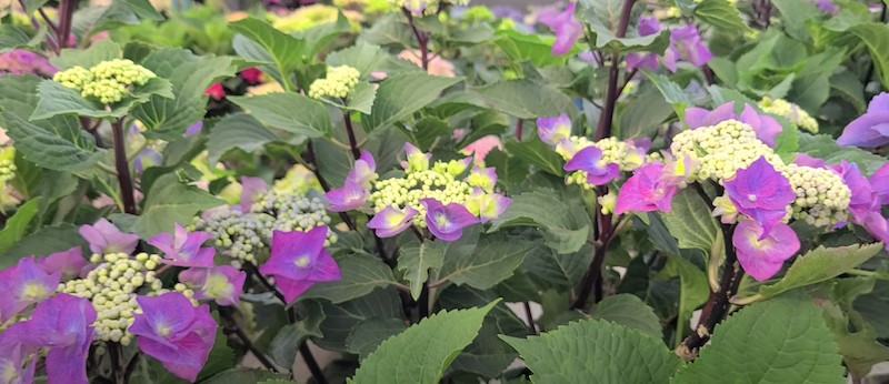 Hydrangea Macrophylla Zorro v.19