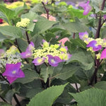 Hydrangea Macrophylla Zorro v.19