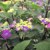 Hydrangea Macrophylla Zorro v.19