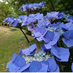 Hydrangea Macrophylla Zorro v.19