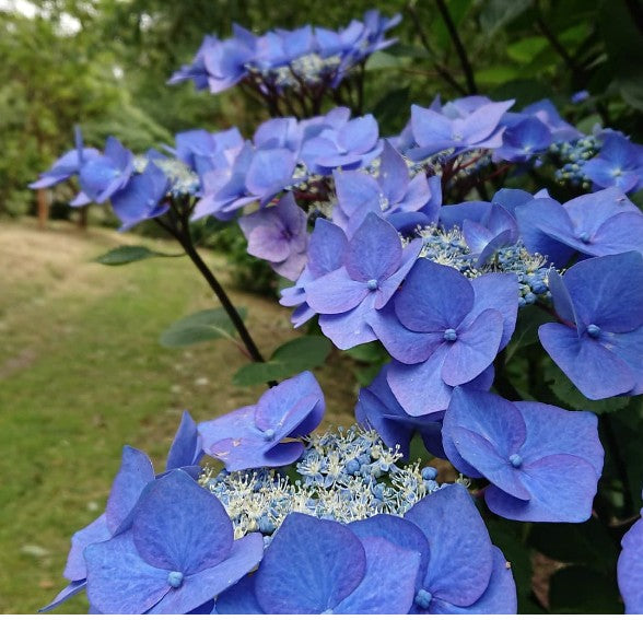 Hydrangea Macrophylla Zorro v.19