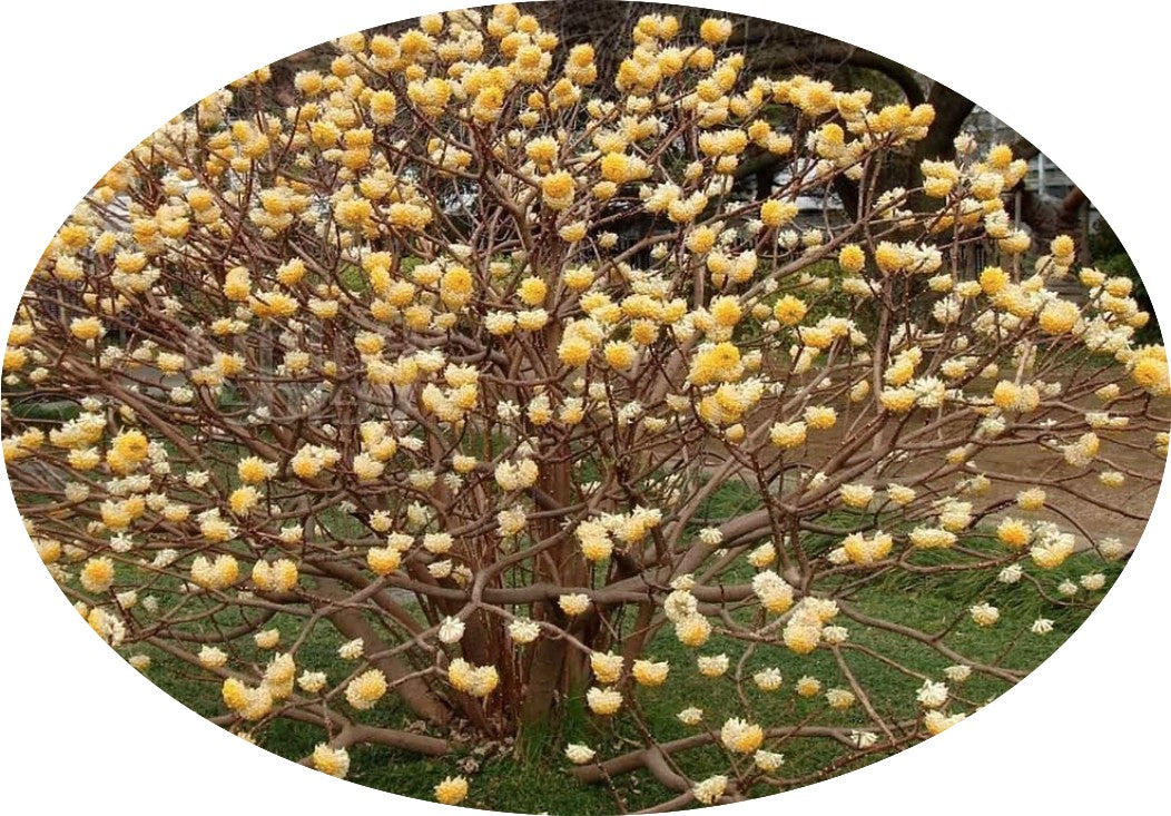 Edgeworthia Chrysantha v.9