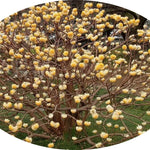 Edgeworthia Chrysantha v.9